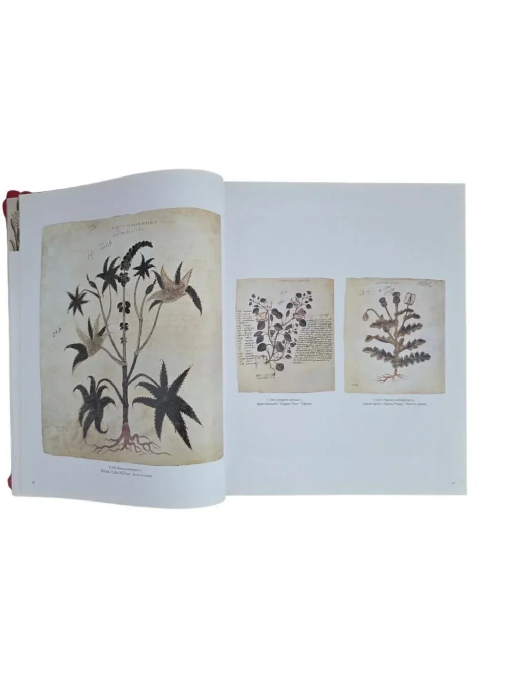N/A description garden